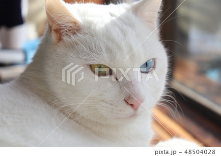 シロネコ 48504028