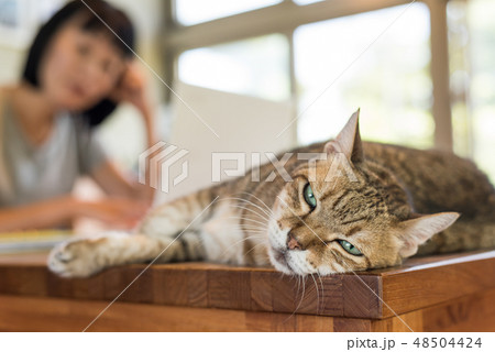 working at home with her cat 48504424