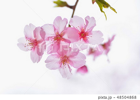 逆光に透ける早咲き桜の花 48504868