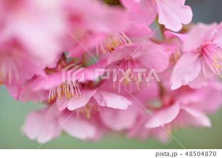逆光に透ける早咲き桜の花 48504870