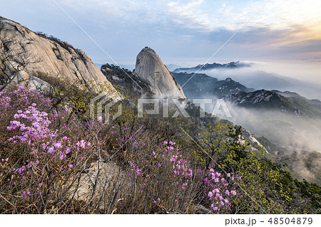 北朝鮮産 インスボン ツツジ 48504879
