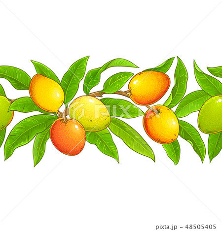 mango vector pattern 48505405