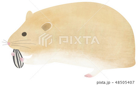 手描き どうぶつ ハムスター 手描き どうぶつ ハムスター 48505407