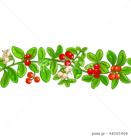 lingonberry vector pattern lingonberry vector pattern 48505409