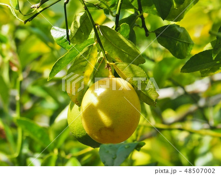 母島のレモン 48507002