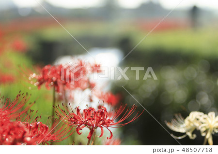 藤沢の彼岸花 48507718