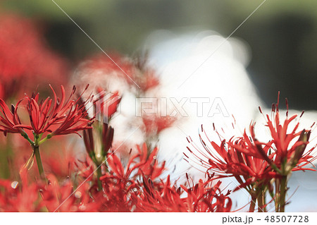 藤沢の彼岸花 藤沢の彼岸花 48507728