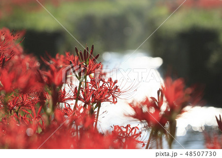 藤沢の彼岸花 藤沢の彼岸花 48507730