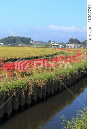 藤沢の彼岸花 藤沢の彼岸花 48507760