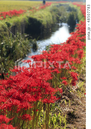 藤沢の彼岸花 藤沢の彼岸花 48507783