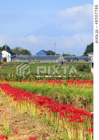 藤沢の彼岸花 48507786