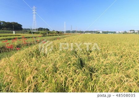 藤沢の彼岸花 48508035