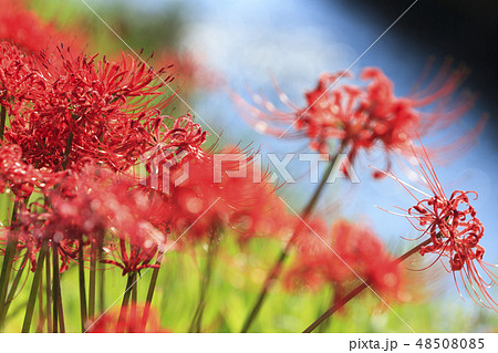 藤沢の彼岸花 藤沢の彼岸花 48508085