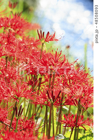藤沢の彼岸花 48508093