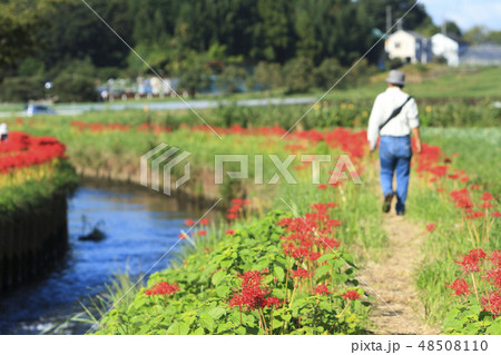 藤沢の彼岸花 藤沢の彼岸花 48508110