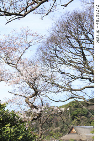 水辺風景（神奈川県、三渓園、桜） 48508272