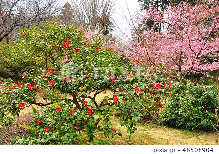 横浜市　俣野別邸庭園の河津桜と椿 48508904