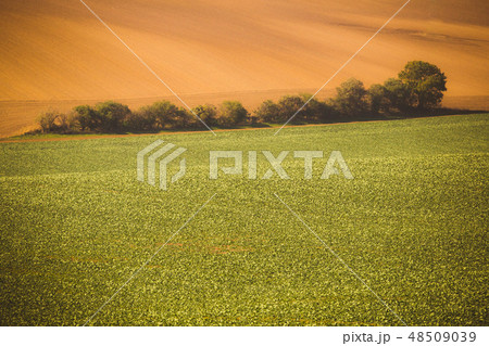 Wavy autumn fields in Moravian Tuscany Wavy autumn fields in Moravian Tuscany 48509039