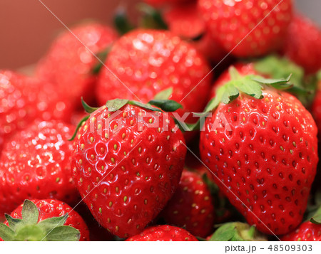 いちご イメージ いちご イメージ 48509303