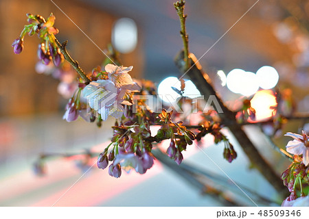 桜 48509346