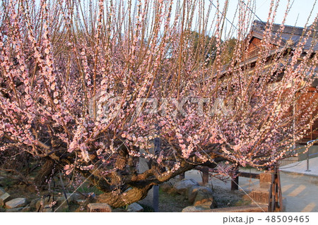 大牟田市 普光寺 梅の花、 大牟田市 普光寺 梅の花、 48509465