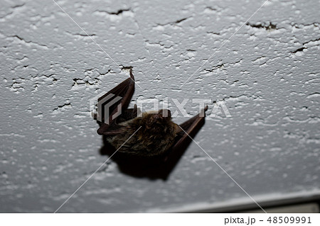 東京都杉並区のマンションに住み着く蝙蝠 48509991