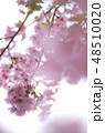 桜 48510020