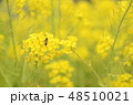 菜の花と蜂 48510021