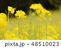 菜の花と蜂 48510023