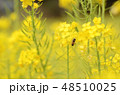 菜の花と蜂 48510025
