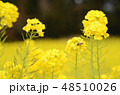 菜の花と蜂 48510026