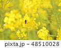 菜の花と蜂 48510028