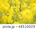 菜の花と蜂 48510029