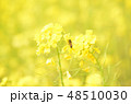菜の花と蜂 48510030