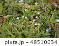 オオイヌノフグリ 48510034