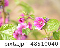 銭葵 48510040