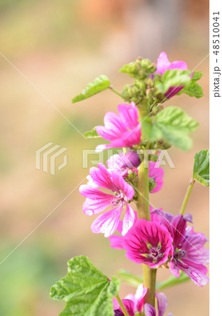 銭葵 銭葵 48510041