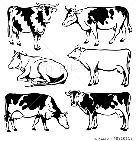 Black And White Cows Vector Setのイラスト素材