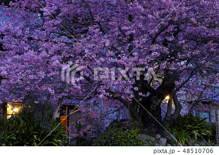 河津桜 河津桜 48510706