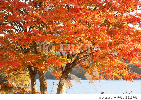 紅葉 紅葉 48511248