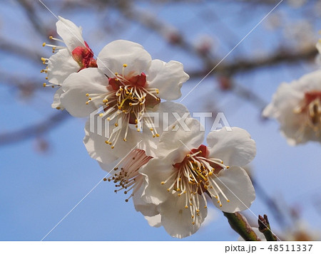 梅の花　梅 48511337