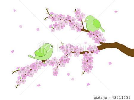 桜とウグイス 48511555