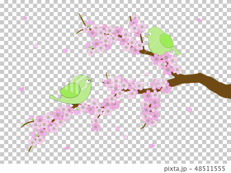 桜とウグイス 48511555