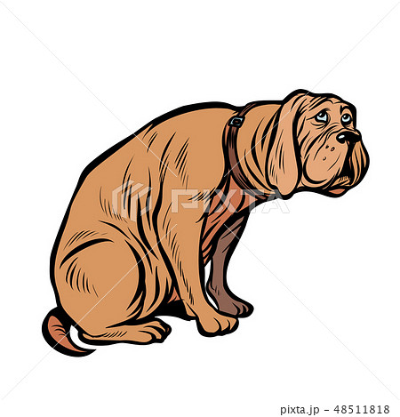guilty dog, funny pet 48511818