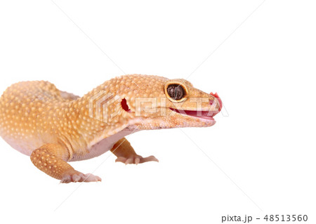 yellow and orange spotted leopard gecko on white yellow and orange spotted leopard gecko on white 48513560