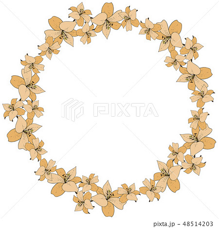 Vector Lily floral botanical flower. Wild spring leaf wildflower. Engraved ink art. Frame border Vector Lily floral botanical flower. Wild spring leaf wildflower. Engraved ink art. Frame border 48514203