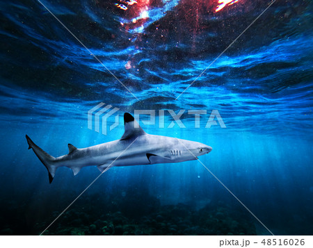 underwater background deep blue sea 48516026