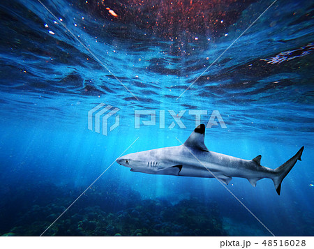 Blacktip reef shark swimming in deep blue sea  48516028