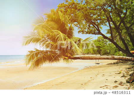 coconut palm tree on the beach with sunlight 48516311