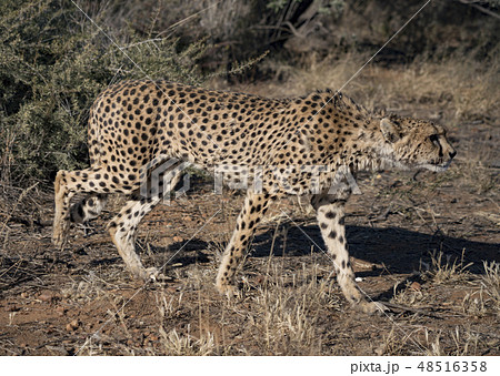 Cheetah walks slowly across desert scrub Cheetah walks slowly across desert scrub 48516358